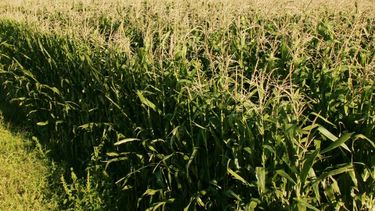 El Senasa simplificó los requisitos para la autorización de productos fitosanitarios en el país.