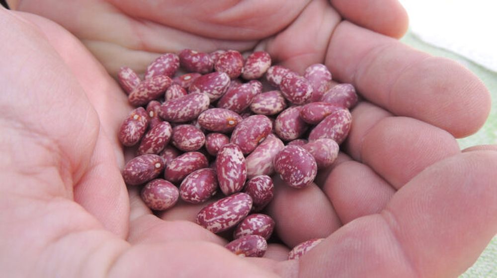 Las semillas en la mira del Gobierno.