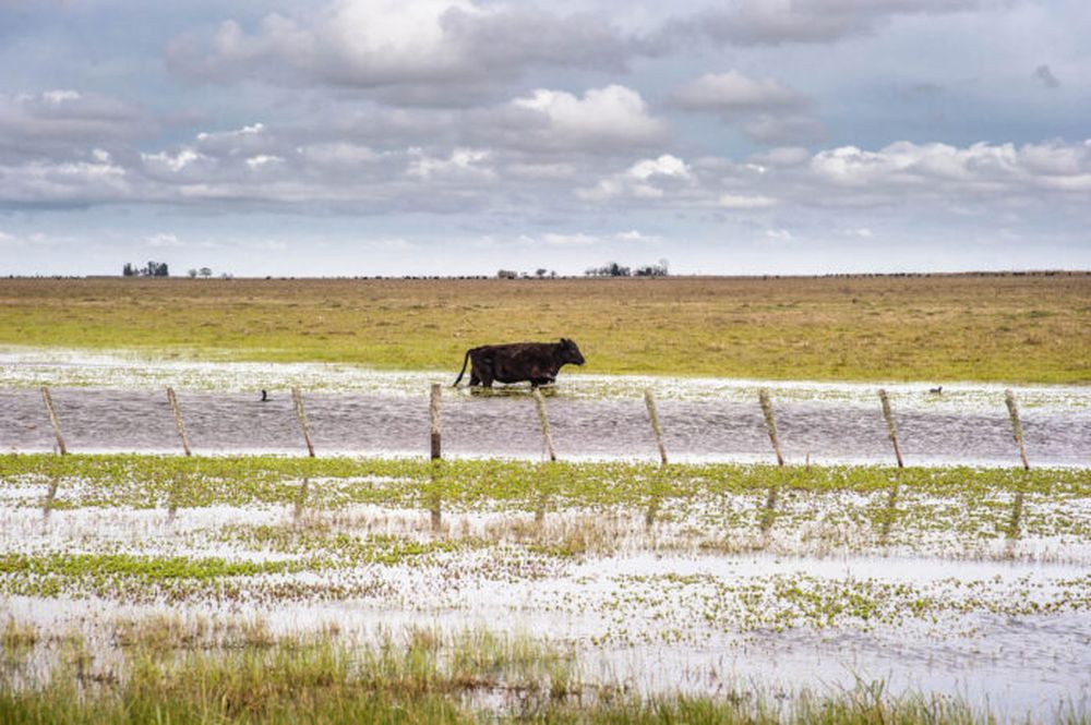 Un campo bajo agua. (Foto de Archivo)