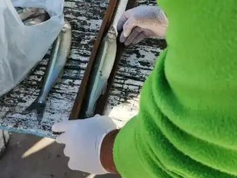 En Chascomús controlan la medida de las piezas de pejerrey pescadas, mínimo 25 centímetros. En Chascomús controlan la medida de las piezas de pejerrey pescadas, mínimo 25 centímetros.