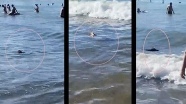 Tres momentos de la secuencia grabada del presunto cazón entre los bañistas marplatenses. (Captura de video)