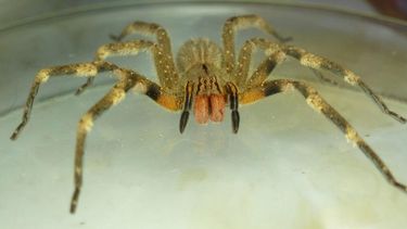 la arana de los bananos aparecio en uruguay: ¿podria llegar al amba?