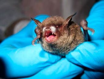 La aparición de un murciélago con rabia en Castelar Sur encendió las alarmas sanitarias en el partido de Morón. La aparición de un murciélago con rabia en Castelar Sur encendió las alarmas sanitarias en el partido de Morón.