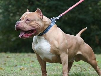 La raza pitbull es considerada dentro de la categoría de perros potencialmente peligrosos.