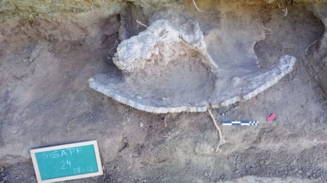 La excavación y registro de un gliptodonte en las márgenes del río Luján. - Noticias Mercedinas -
