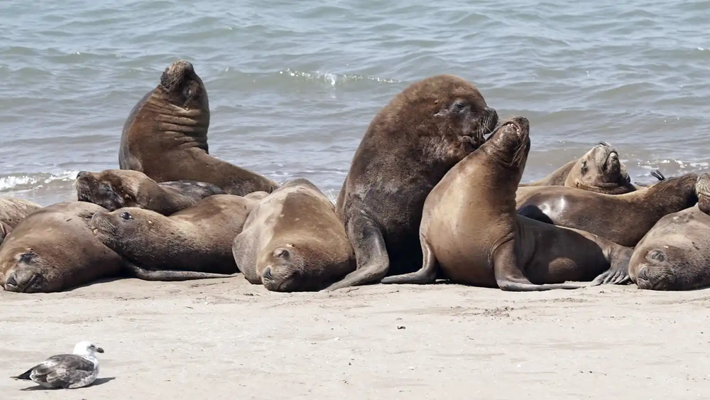 Los lobos marinos son parte de la postal de Quequén.