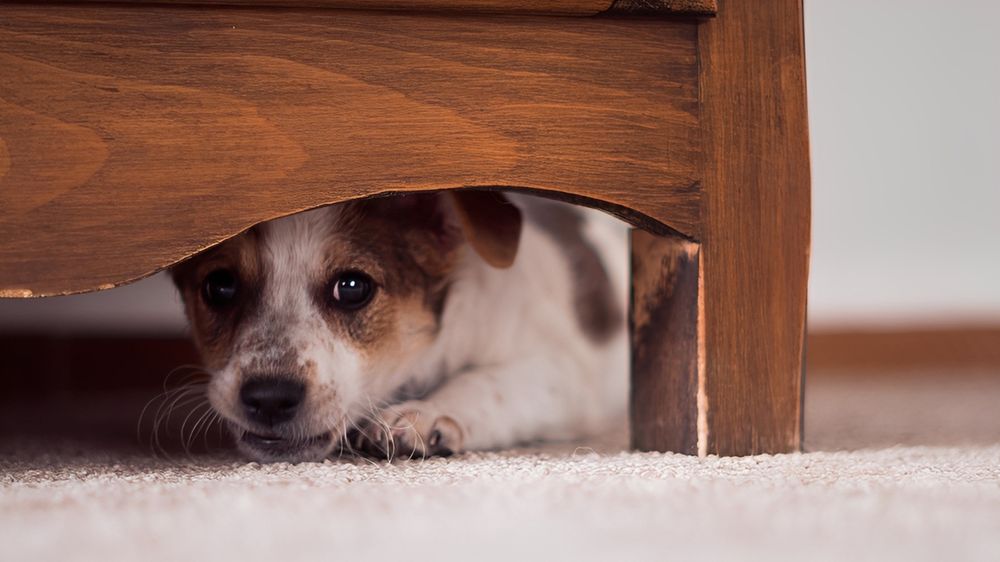 Vuelven las Fiestas y regresa la urticante problemática de la pirotecnia.