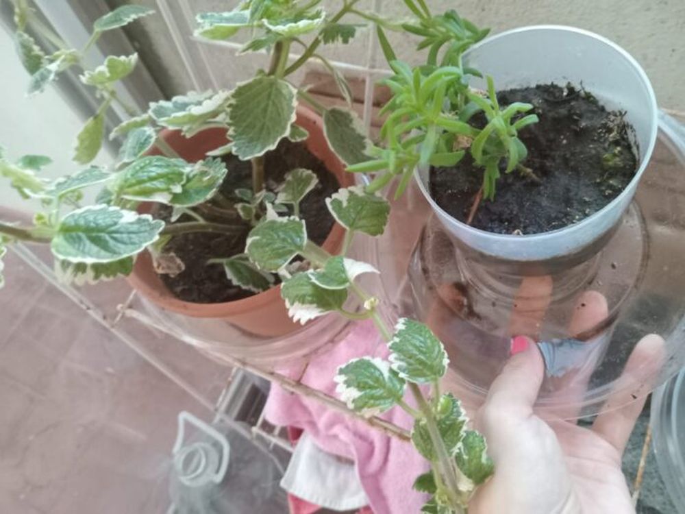 Los platos donde escurren las plantas, bebederos de mascotas y botellones o neumáticos en patios y balcones pueden convertirse en criaderos de mosquitos Aedes aegypti. (Archivo)