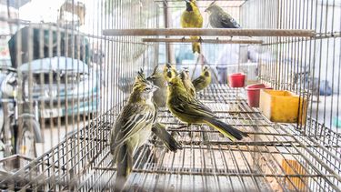 Dos hombres procesados por el tráfico y comercialización de aves protegidas.
