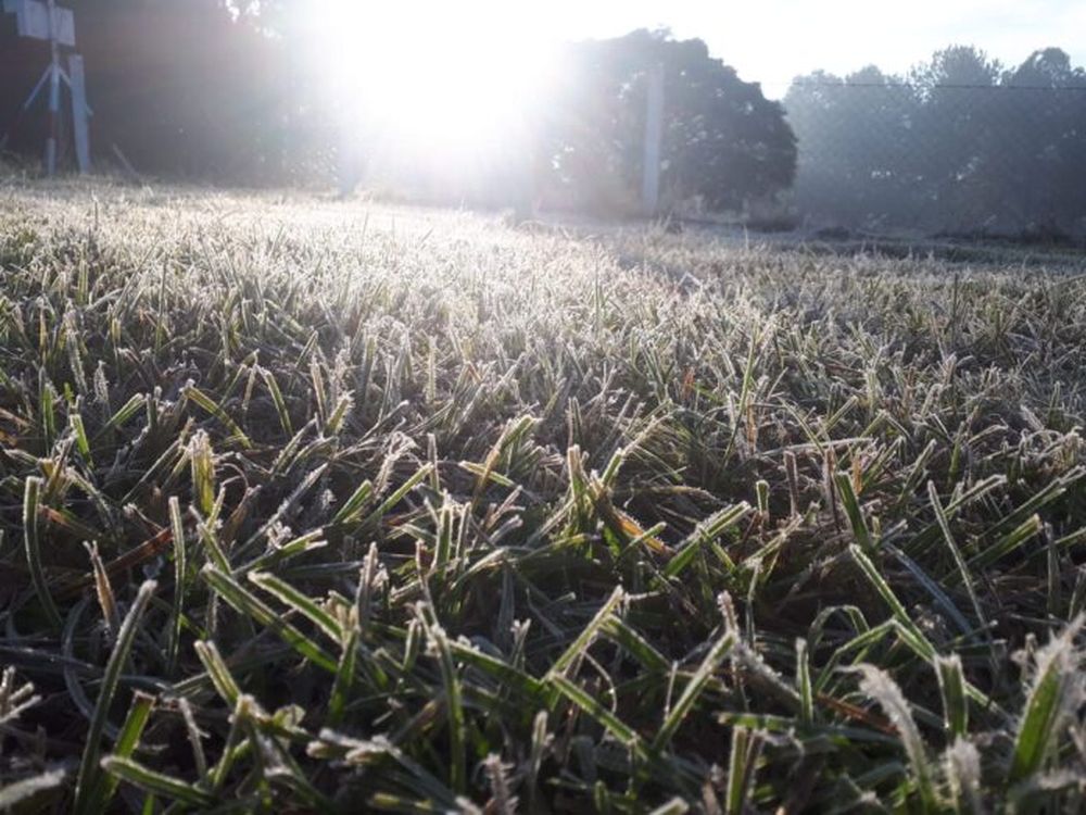 El frío impacta en el campo.