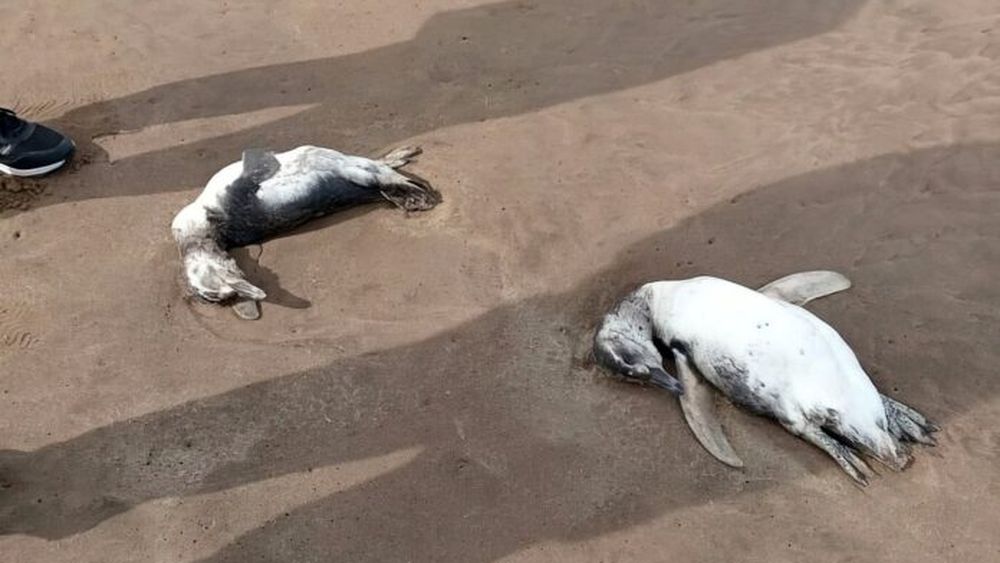 Aparecieron decenas de pingüinos muertos en las playas marplatenses. (X @econewsES)