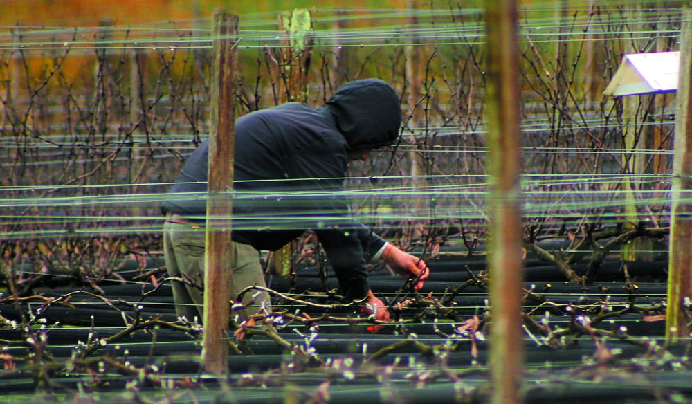 Cordón Blanco, la bodega de Tandil.