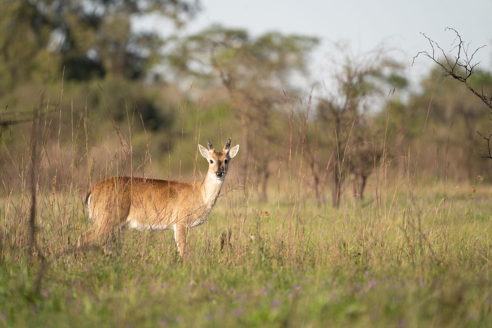 El venado de las pampas. (Fundacion Rewilding)
