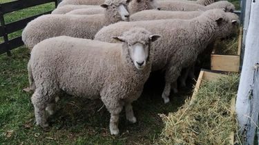 CREATOR: gd-jpeg v1.0 (using IJG JPEG v62), quality = 82