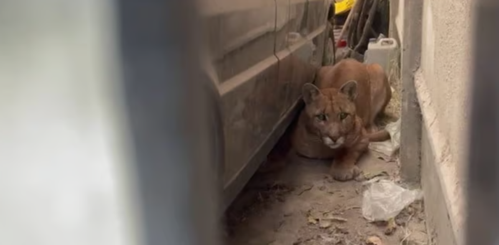 El puma estaba en el garaje de la casa de una vecina de Juan N. Fernández, partido de Necochea. (Ecos Diarios)