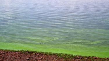 Elevan niveles de alerta por cianobacterias en lagunas bonaerenses. Hay advertencias en Lobos, Pehuajó, Trenque Lauquen, Chacabuco y Alberti, entre otras.