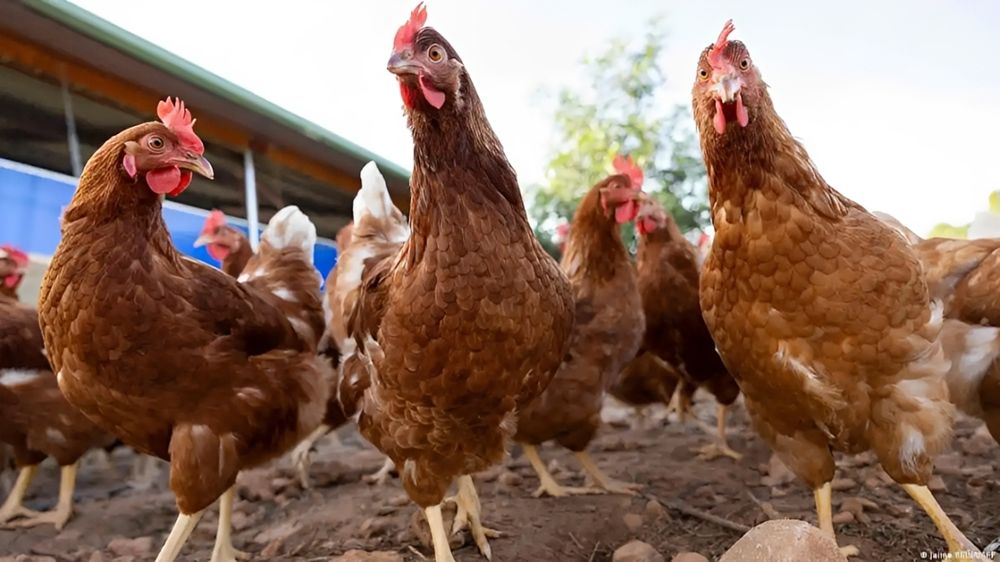 Novedades sobre la influenza aviar.