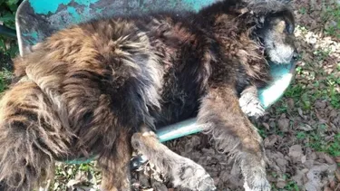 Vecinos de la localidad bonaerense de Sierra Chica, en Olavarría, denunciaron que más de 30 los perros fueron envenenados en las últimas horas. (Infoeme)