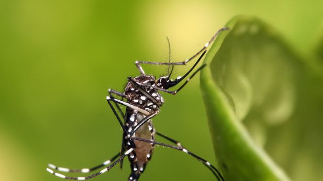 El mosquito Aedes Aegypti.