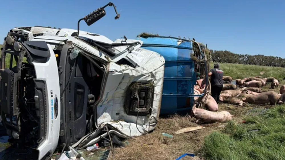 Volcó un camión con cerdos cerca de Chacabuco y los vecinos saquearon toda la carga