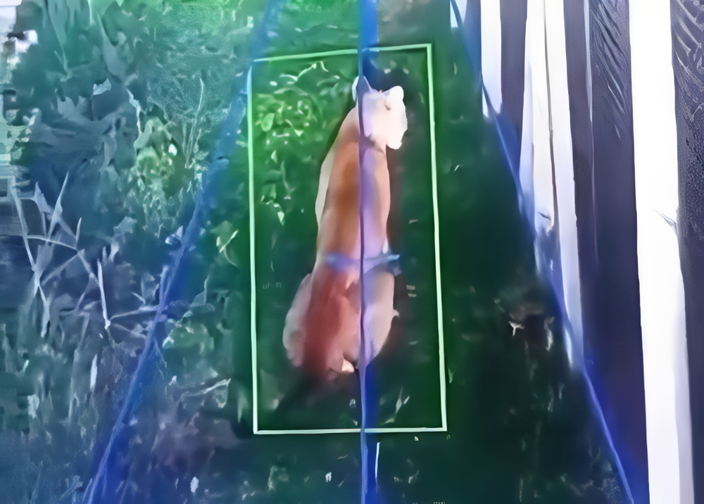 El puma captado por las cámaras de seguridad del barrio privado.