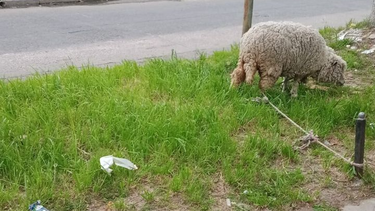 La oveja mascota fue sustraída mientras se encontraba en la puerta de su casa, en Lomas de Zamora.&nbsp;
