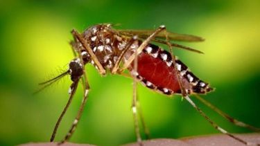 El mosquito Aedes albifasciatus o de la inundación.