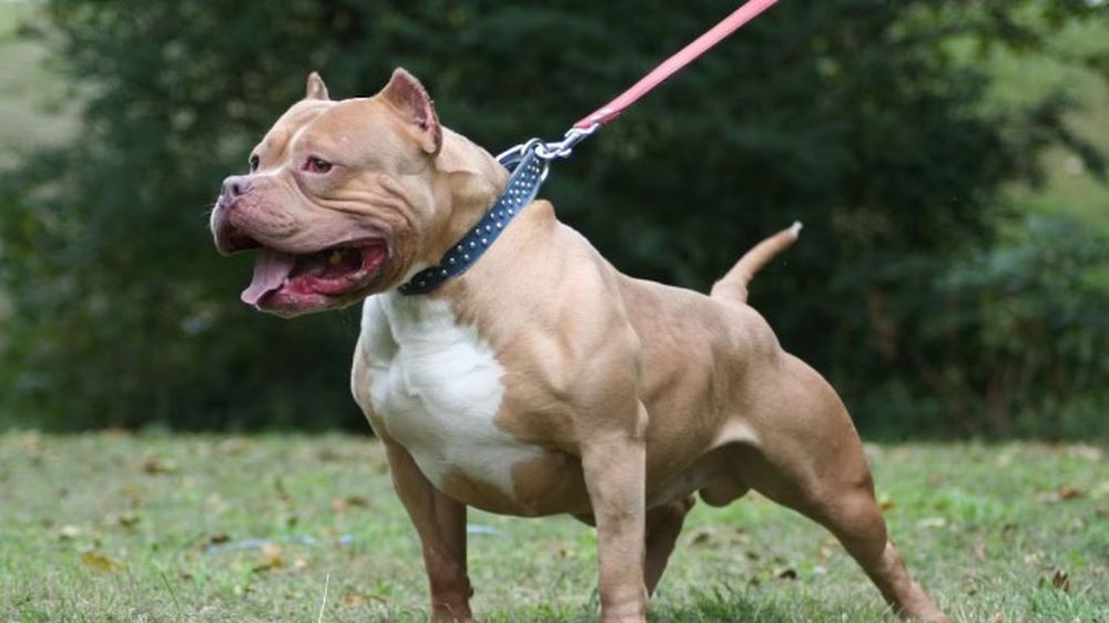La raza pitbull es considerada dentro de la categoría de perros potencialmente peligrosos.