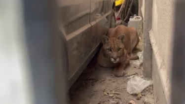 El puma estaba en el garaje de la casa de una vecina de Juan N. Fernández, partido de Necochea. (Ecos Diarios)