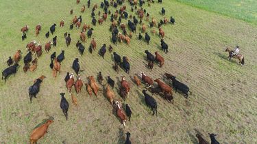 Las vacas en medio de un campo del país.&nbsp;