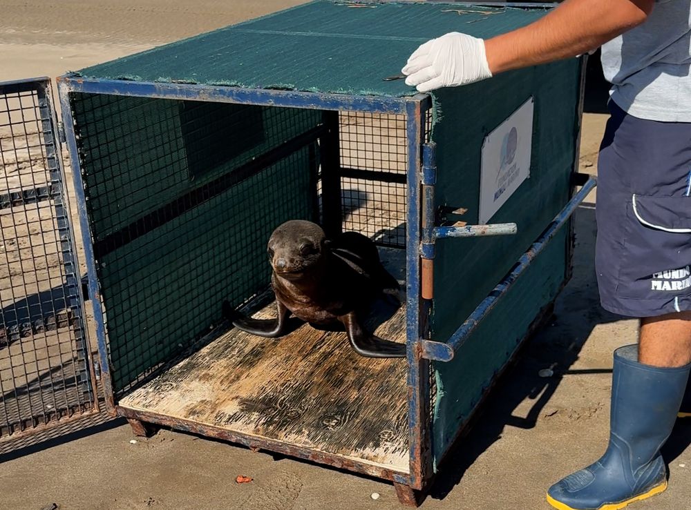 El ejemplar, a punto de regresar al mar. El ejemplar, a punto de regresar al mar.