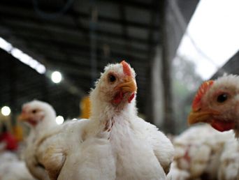 Novedades sobre la gripe aviar. Novedades sobre la gripe aviar.