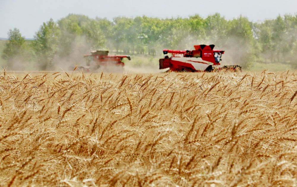 Dos máquinas cosechan trigo en el campo. (Agencia Xinhua)