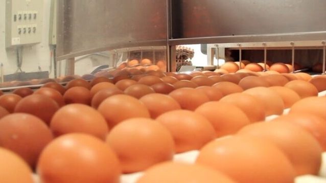 En la planta de Pilar se procesan cerca de dos millones de huevos por día.