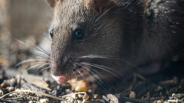 Preocupación por los casos de hantavirus. (Chris F/pexels)