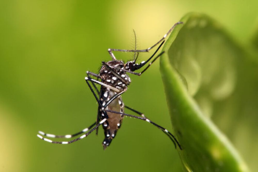 Aedes_aegypti-696x464