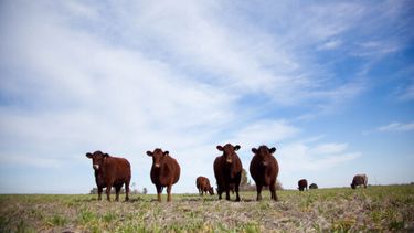 Novedades para el sector ganadero.