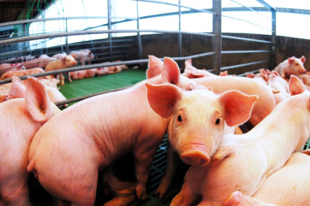 Novedades en el sector porcino.