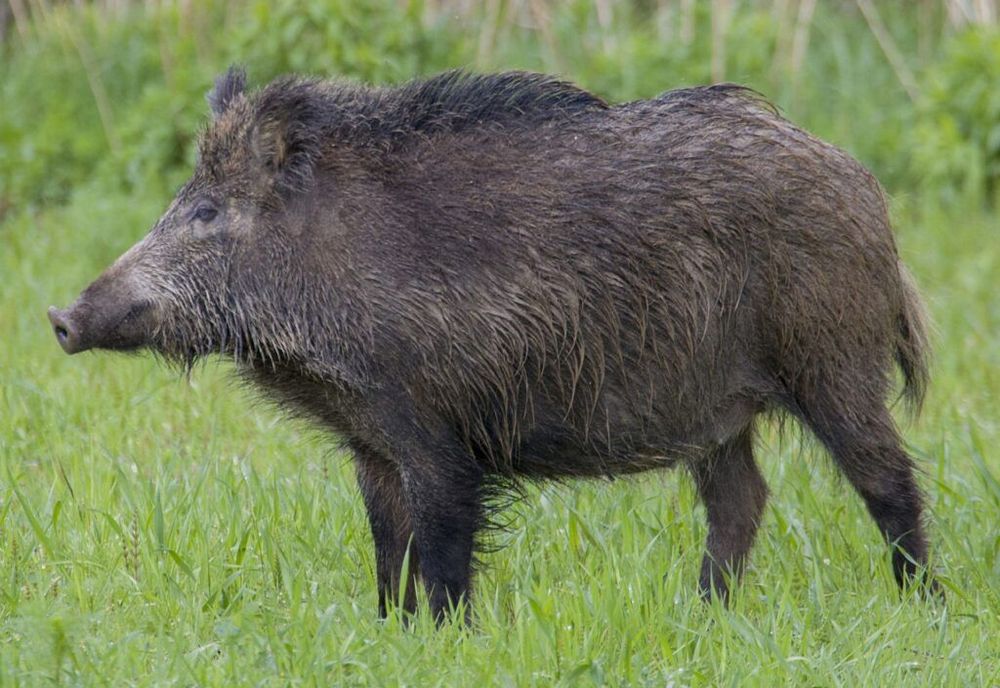jabali