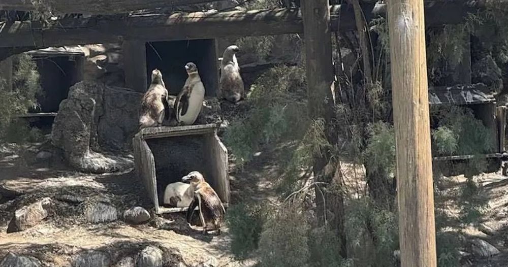 Los pingüinos de Magallanes, de Mar del Plata a Guerrico, en Río Negro.