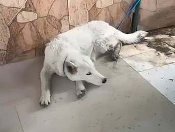 La cachorra de lobo de tres meses encontrada en Florencio Varela. La cachorra de lobo de tres meses encontrada en Florencio Varela.