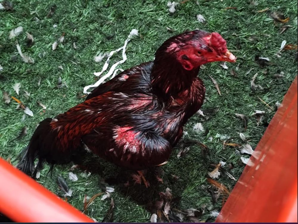 gallos de riña