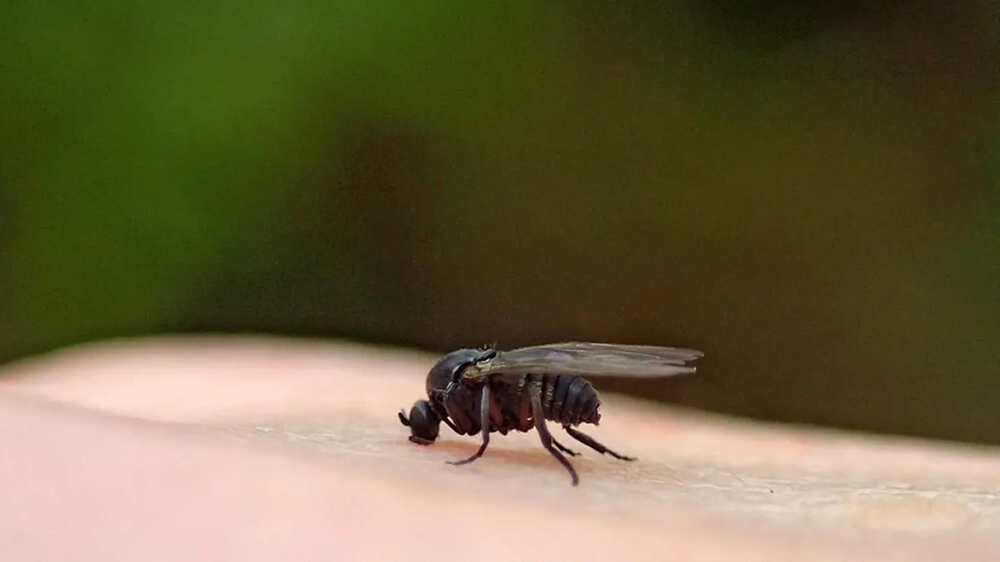 Cuidado con la mordedura del barigüí.
