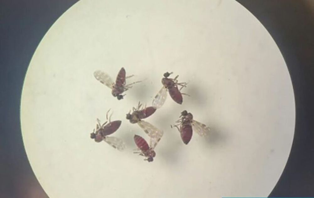 Loos jejenes de la especie Culicoides, vectores de esta grave zoonosis. (Laboratório de Entomologia Médica/SEARB/IEC - Bruna Lais Sena do Nascimento/OPS)