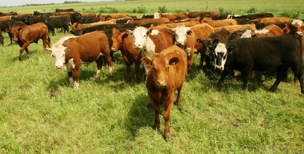 El Senasa actualizó procesos de evaluación y control de los medicamentos destinados al tratamiento de la sarna bovina.