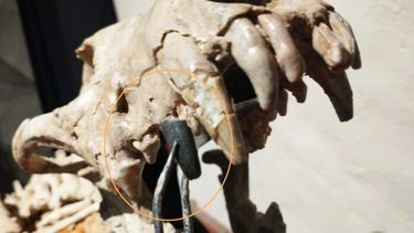 La pieza hallada comparada con la dentición del Theriodictis platensis que atesora el museo. (Gentileza Museo Paleontológico de San Pedro)