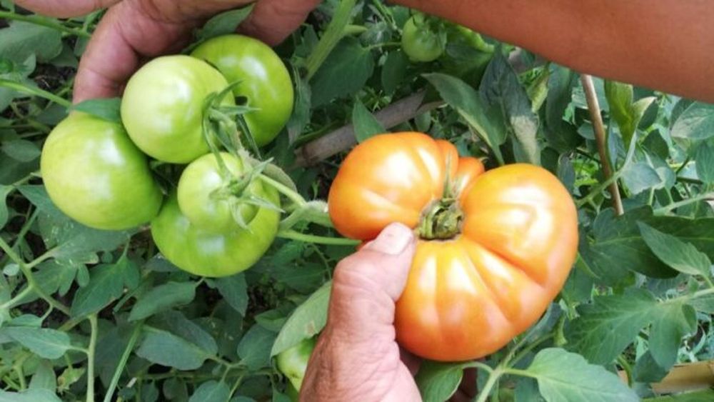 El tomate platense se caracteriza por ser irregular, muy jugoso y de gran sabor.