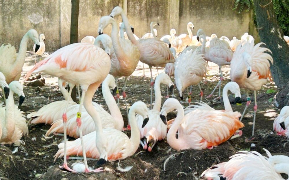flamencos bioparque