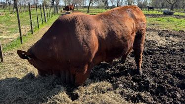 La autoridad sanitaria panameña autorizó el ingreso de genética bovina argentina.