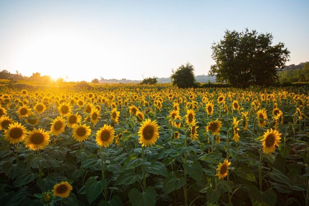 El girasol en la mira.